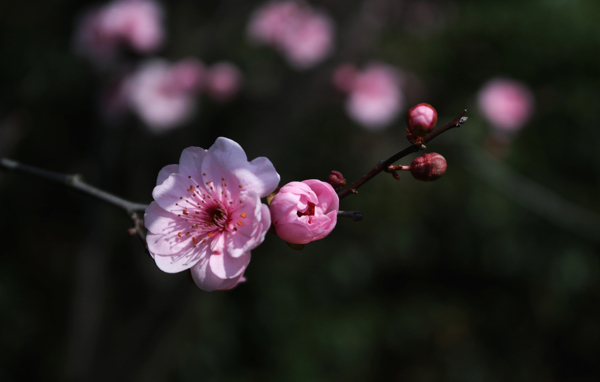 梅花