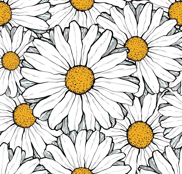白色太阳菊背景图图片