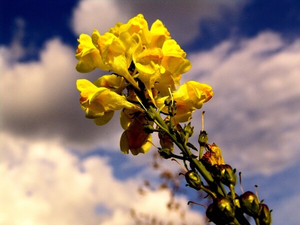白云下的一束黄色花朵图片