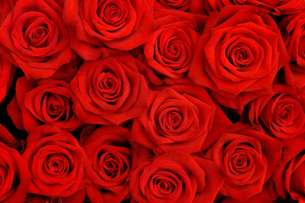 美丽的红玫瑰花背景图片