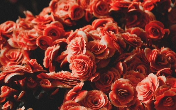 鲜红玫瑰高清大图