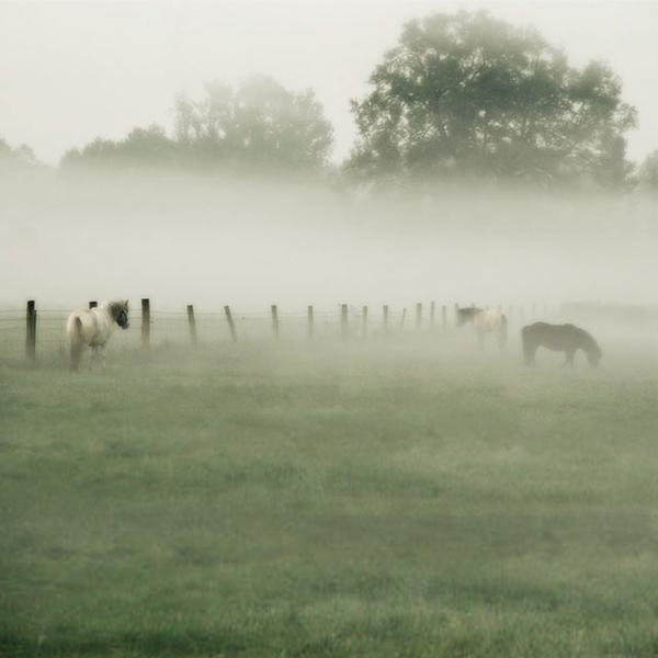 雾气中的马匹大树影楼摄影背景图片