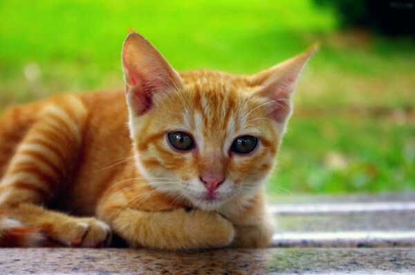 石凳黄猫