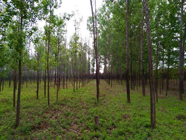 美丽的树林风景