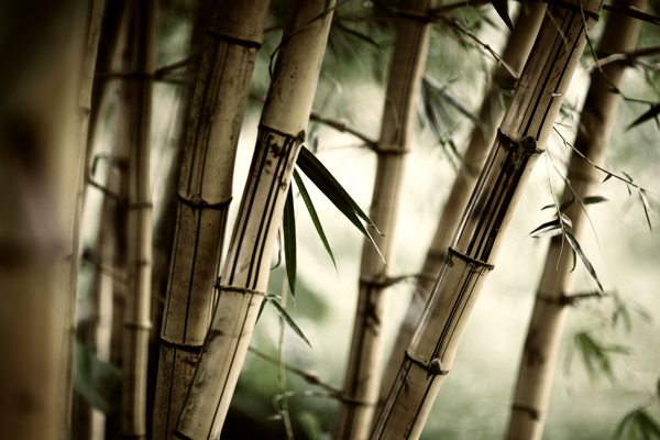 漂亮的竹子