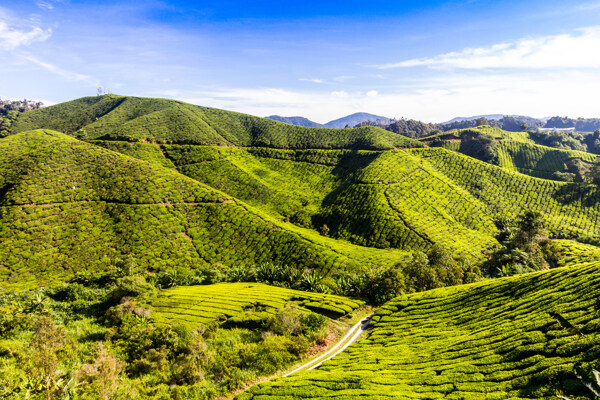 美丽茶田风景图片