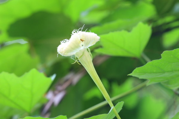 瓜蒌花儿