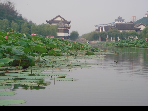 荷花湖图片