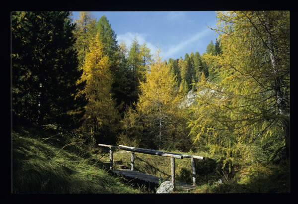 森林中的小木桥图片