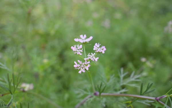 香菜花