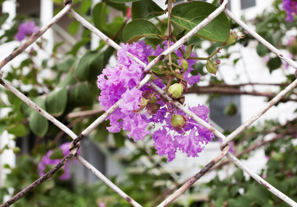 网栏后盛开的紫色花朵