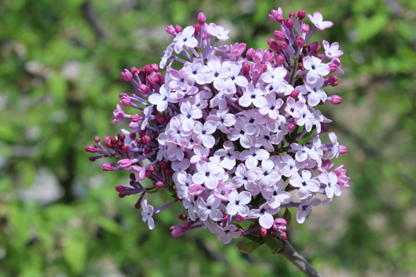 丁香花