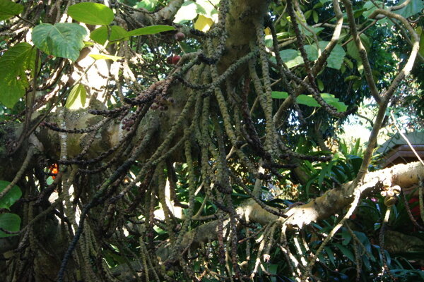 兴隆热带植物园图片