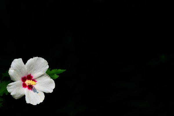 小白花图片