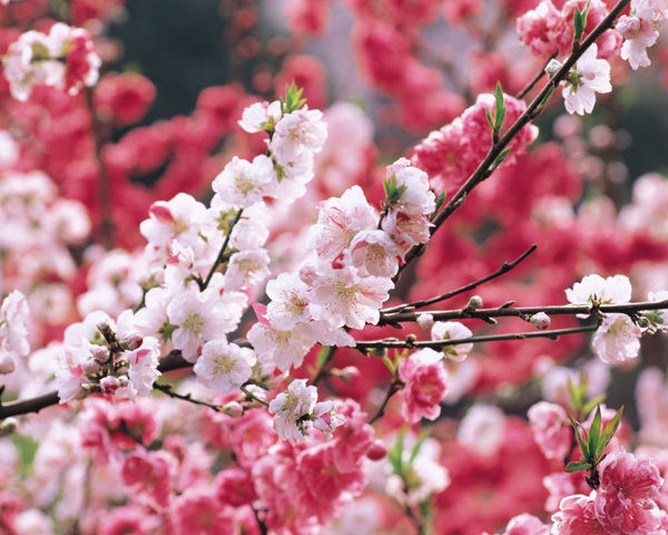 春暖花开花朵花瓣花草花卉