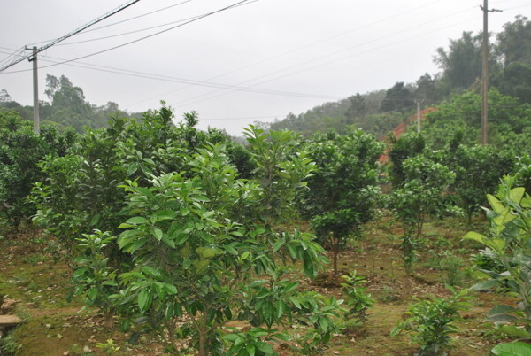 化橘红种植基地图片