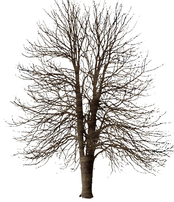 树贴图素材分层PSD102