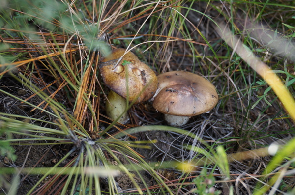 松蘑菇图片