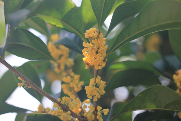 桂花节图片