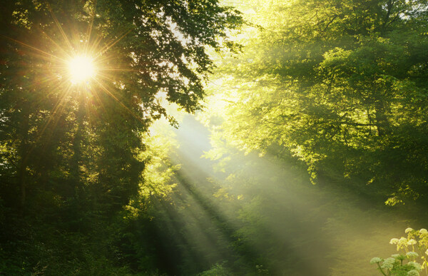 树林中的阳光背景图片