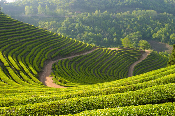 茶园风光图片