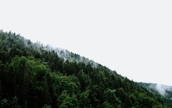 森林树木风景云雾背景