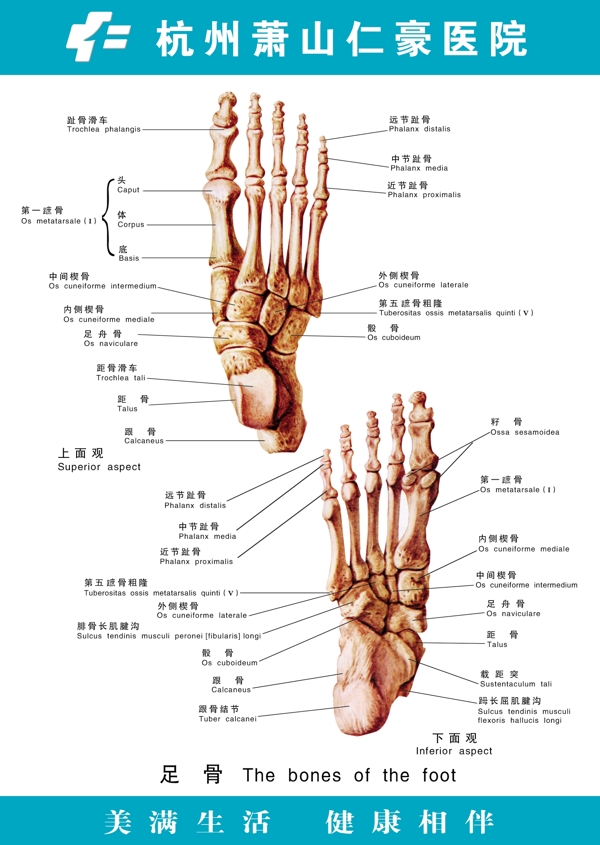 医疗人体科室挂图10足骨