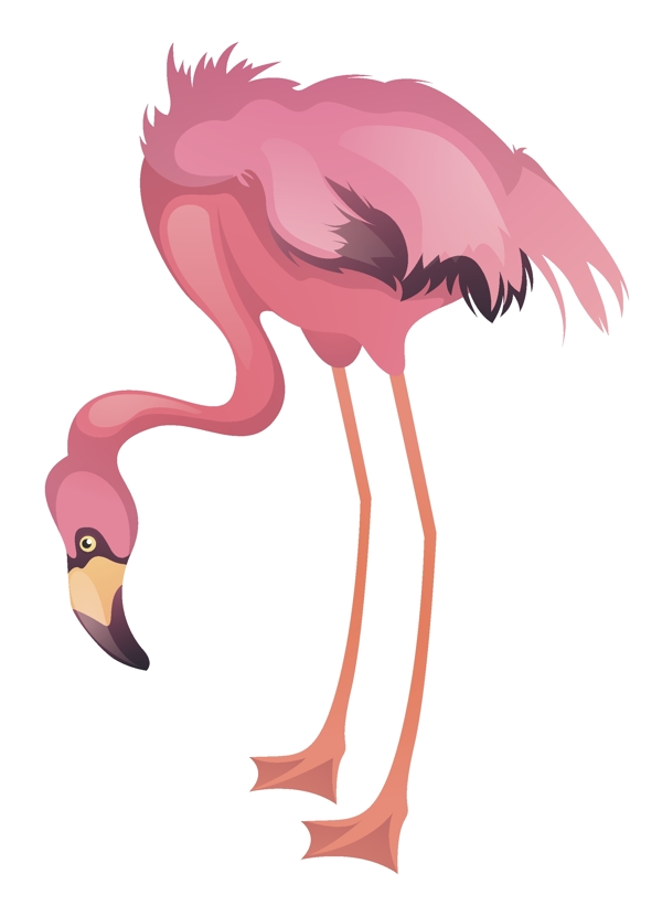动物粉色火烈鸟