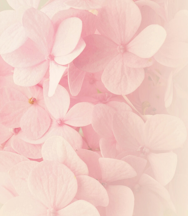 粉色花图片