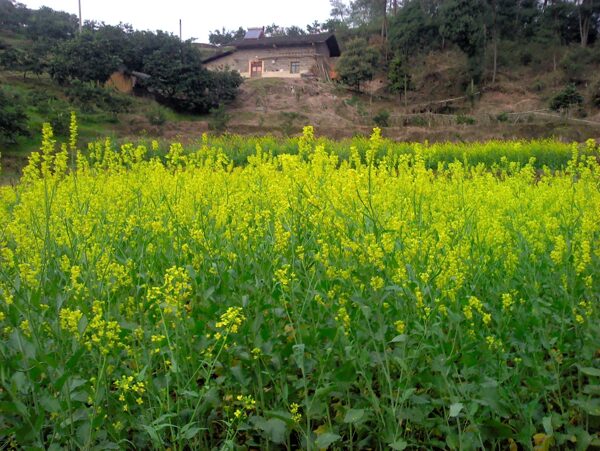 油菜花图片