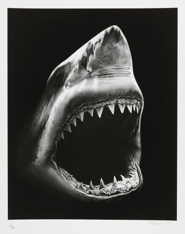黑白线条鲨鱼画