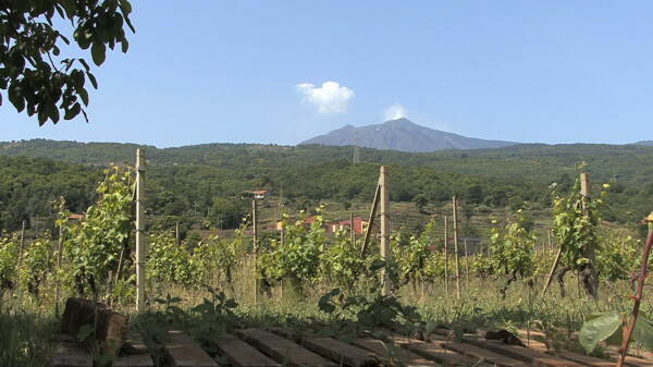 西西里岛的埃特纳火山的葡萄园和股票的录像视频免费下载