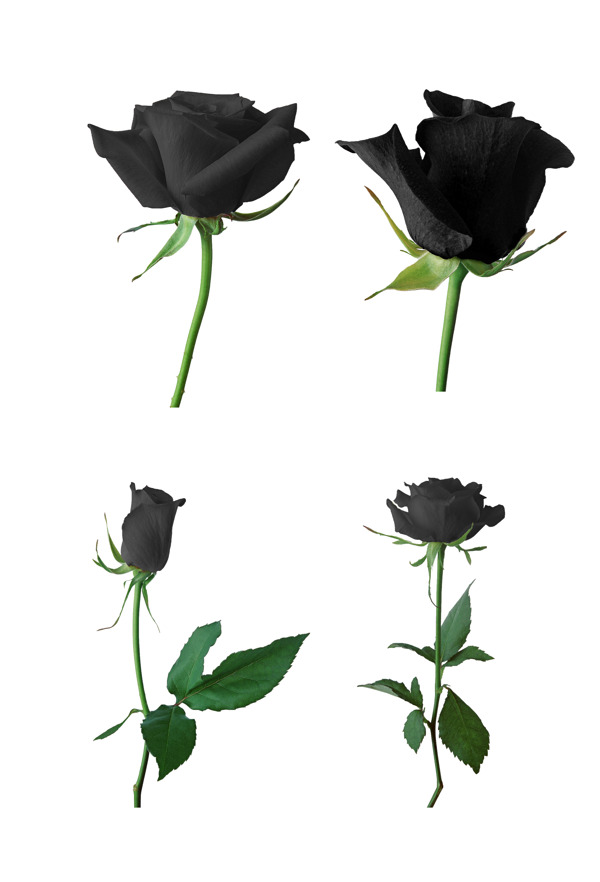 几支黑玫瑰