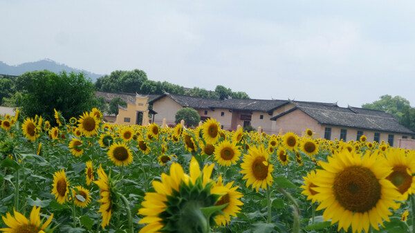 红井太阳花图片