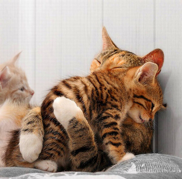 小猫世界拥抱有爱