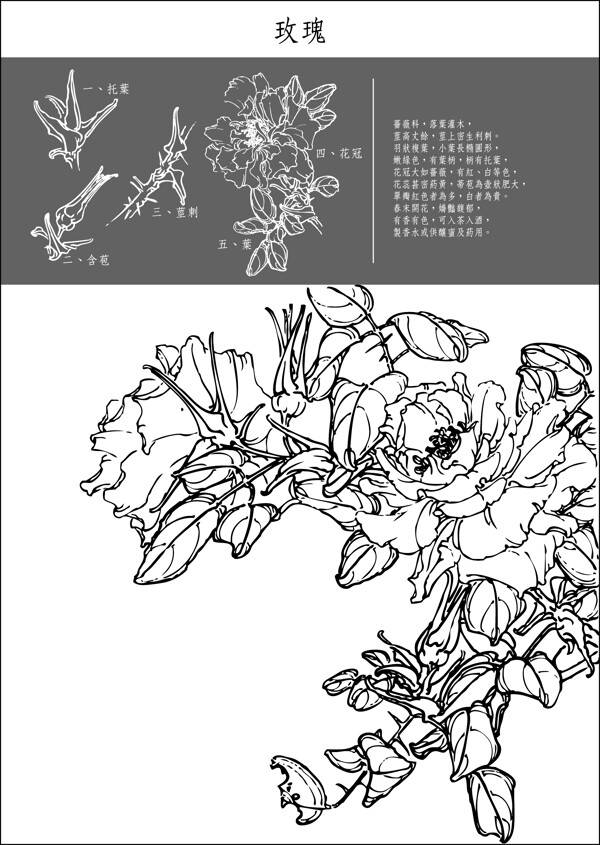 中国工笔画图谱矢量素材4150