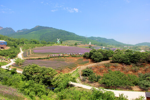 紫云花汐薰衣草风景图片