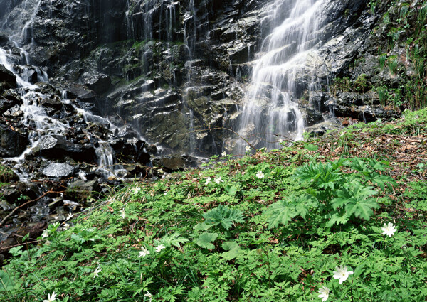 树植物水风景