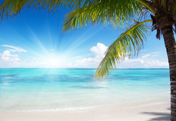 海边椰子树背景图片