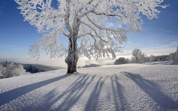 冬天阳光下的树挂和厚厚的雪
