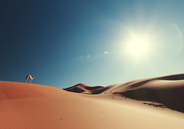 星光骆驼沙漠