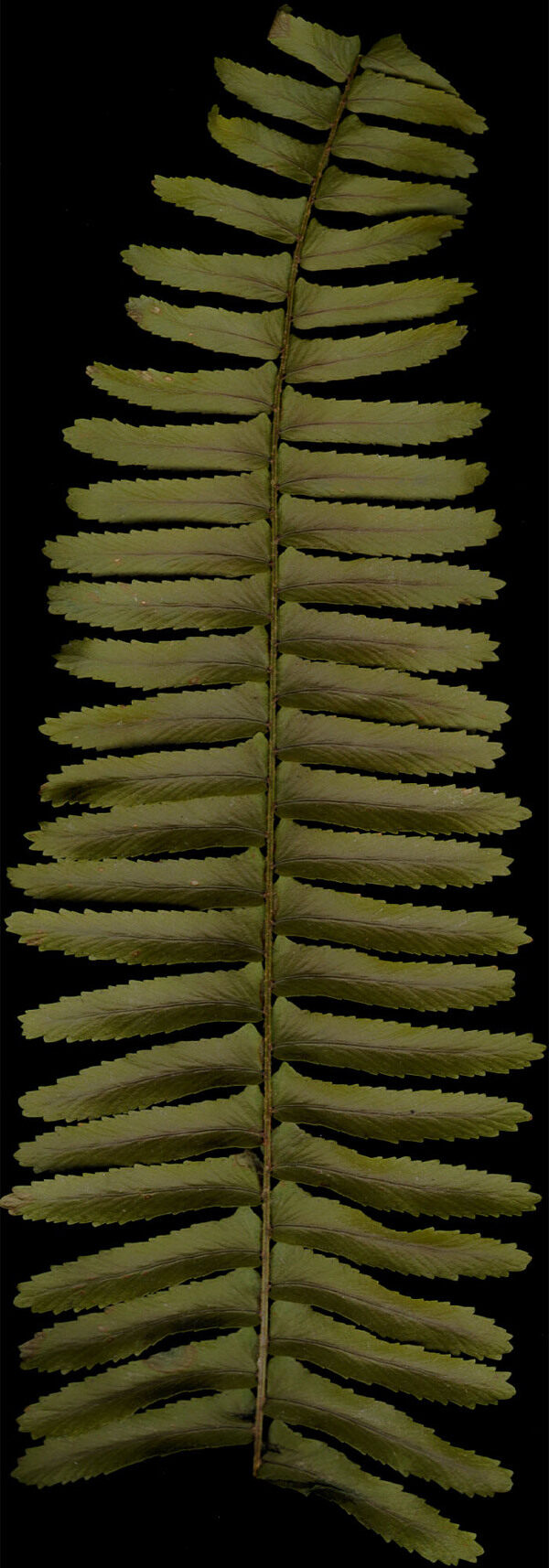 植物3D模型素材20080502更新4