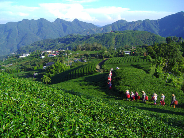 茶场风光图片