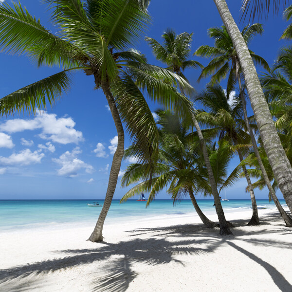 沙滩上的椰树
