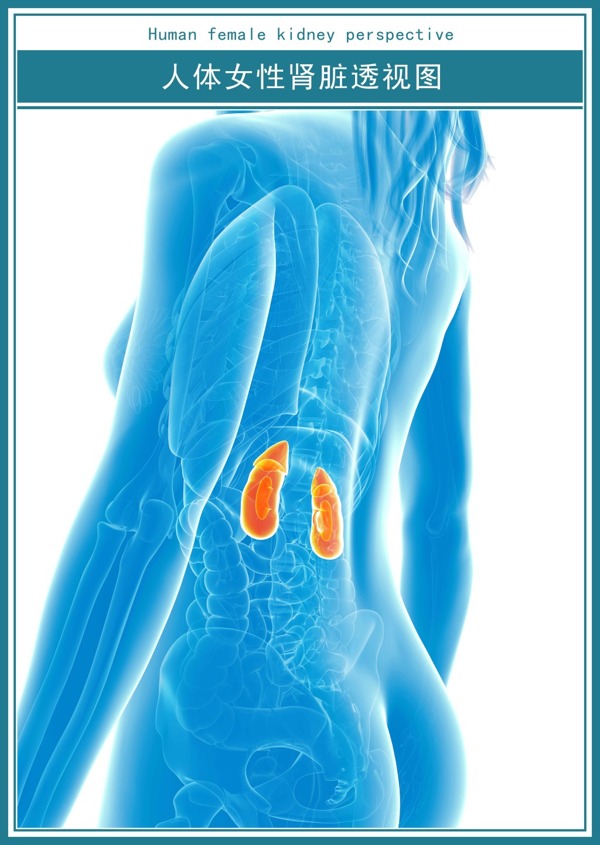 现代医学科技展板人体女性肾脏透视图超高清