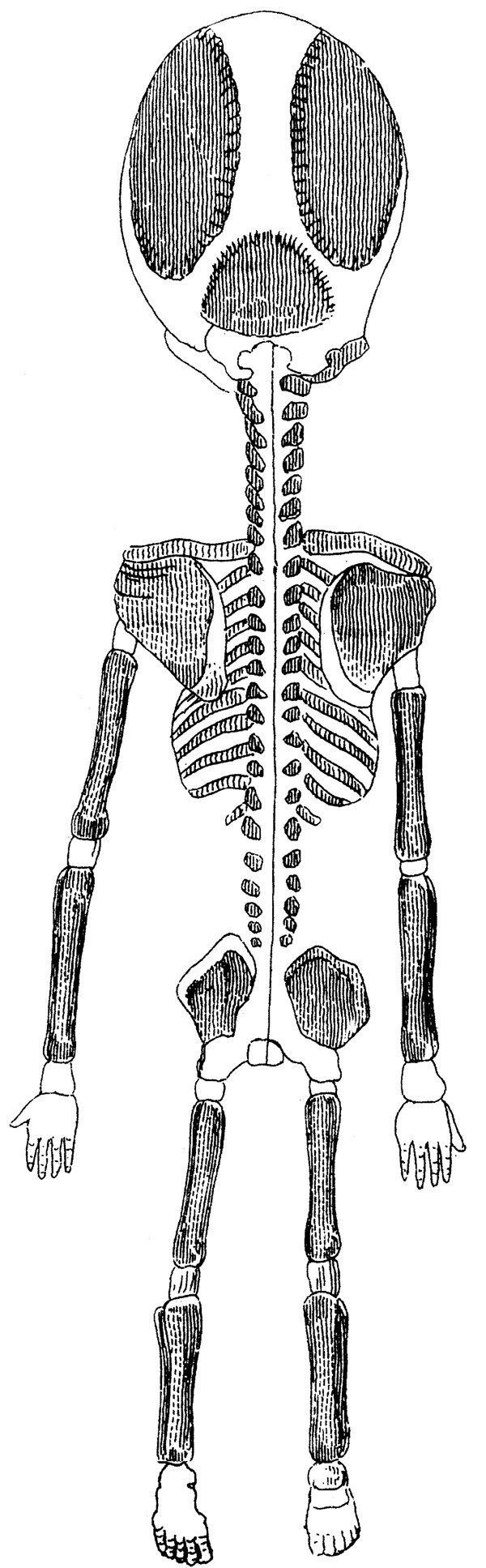儿童或外星人骨骼正面图片
