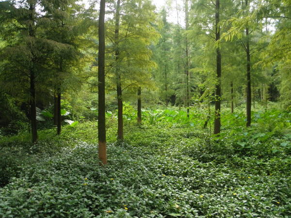 树林风景