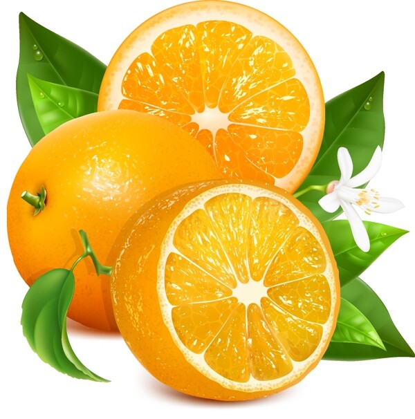 美味的甜橙设计矢量素材