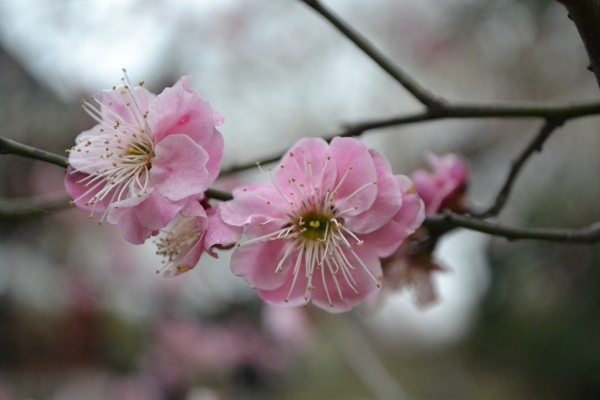 高清鲜艳粉色梅花图片