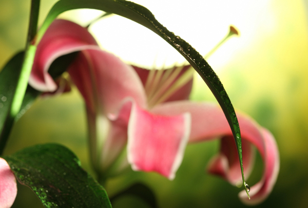 葵百合鲜花摄影图片